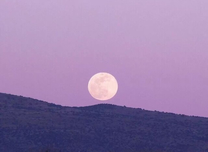 白星紫色是什么颜色图片