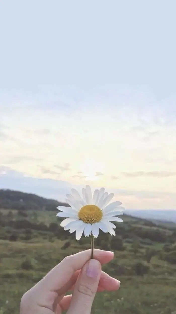 壁纸 头像 背景 锁屏(小雏菊)