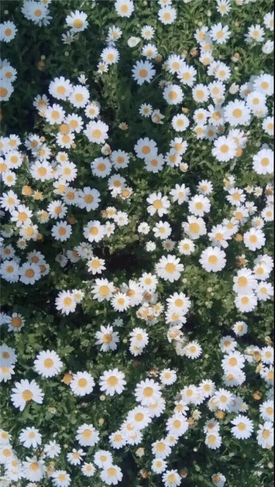 壁纸 头像 背景 锁屏(小雏菊)