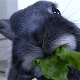 兔子吃青菜 gif 动图