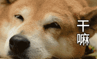 柴犬龇牙表情包gif图片