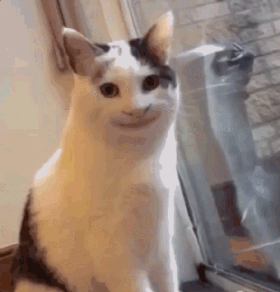 猫表情包强颜欢笑图片