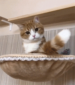 小猫尾巴招手动图