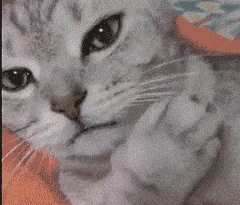 猫咪舔爪子表情包图片
