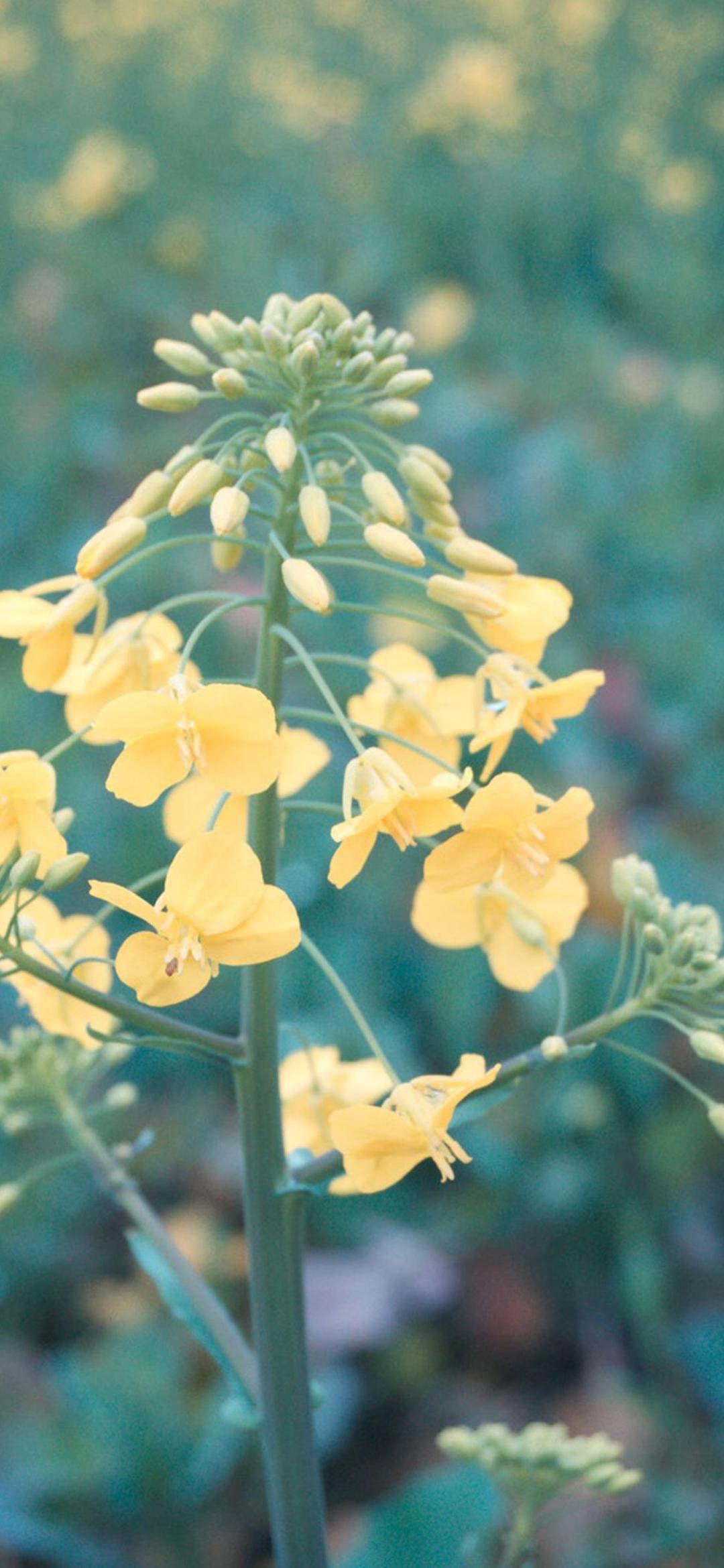 油菜花·春天