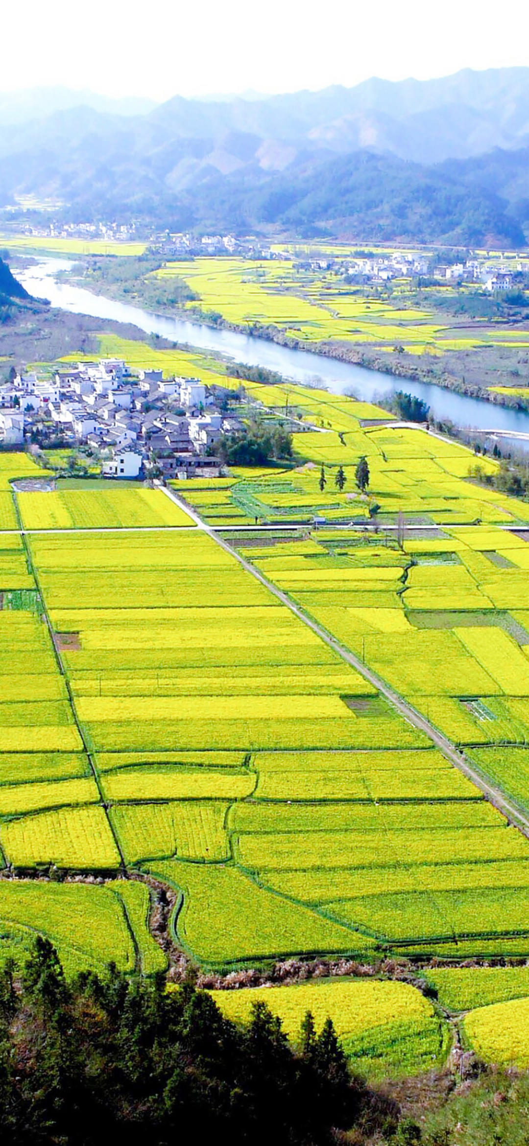 油菜花·春天