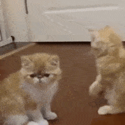 猫咪亲镜头动态表情包图片