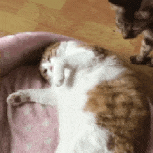 可可爱爱的猫咪gif表情包