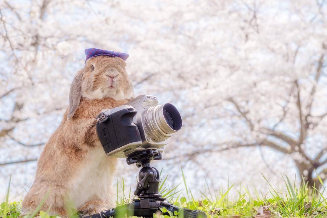 大流士兔子摄影作品图片