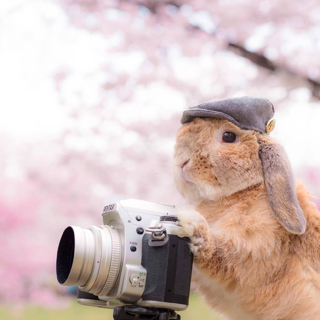 大流士兔子摄影作品图片