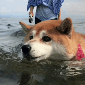 柴犬游泳的gif表情包图片
