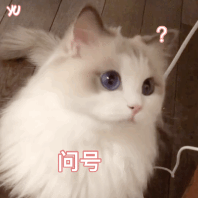 猫咪问号表情包 gif图片