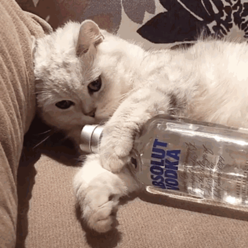 gif表情包猫咪表情包可爱