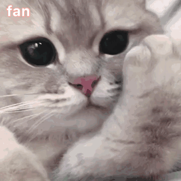gif表情包 猫咪表情包 可爱