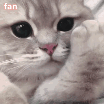 猫咪眨眼表情包gif图片