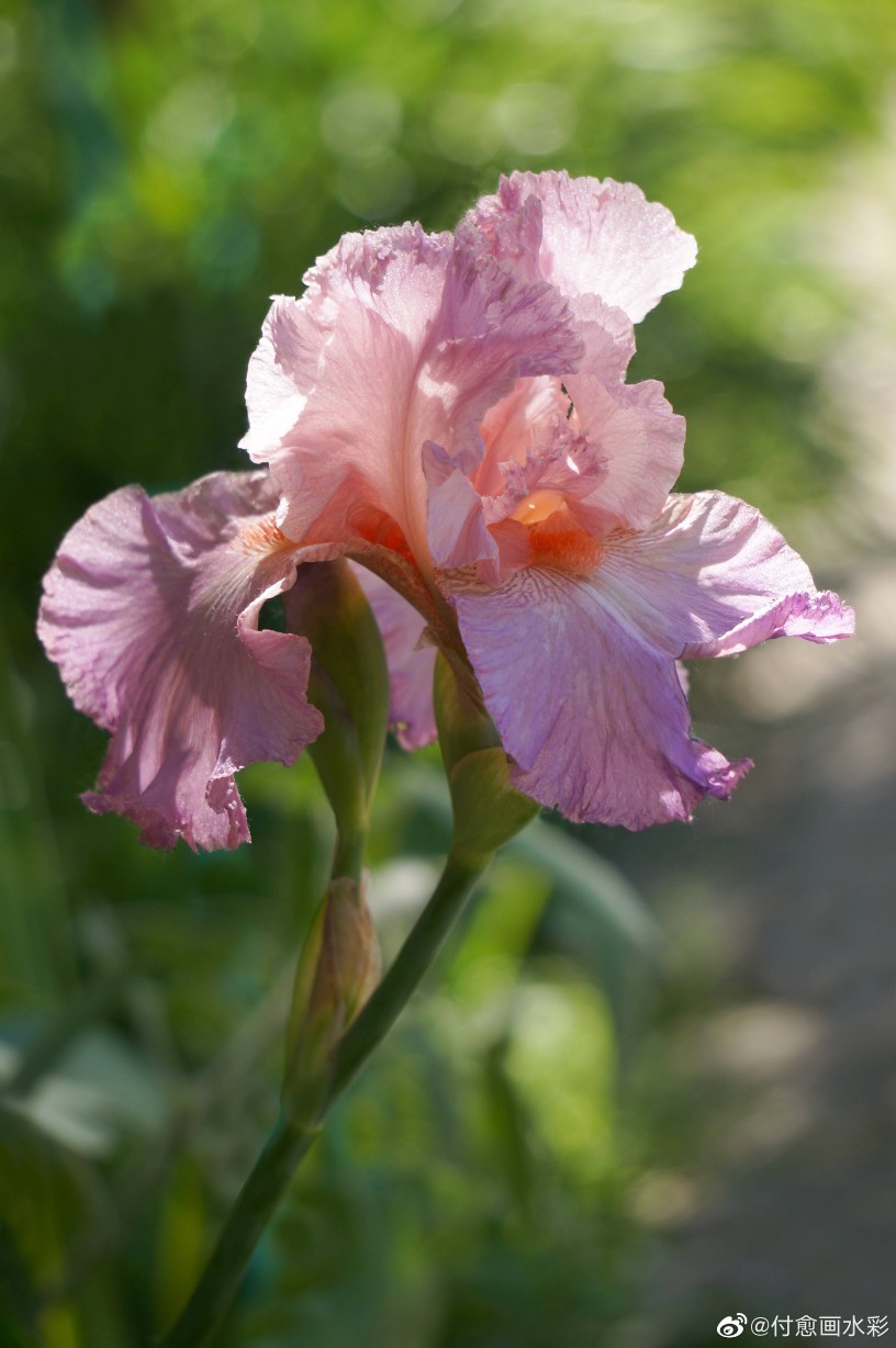 花- 堆糖,美图壁纸兴趣社区