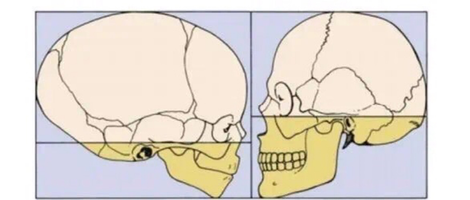男女头骨差异图片