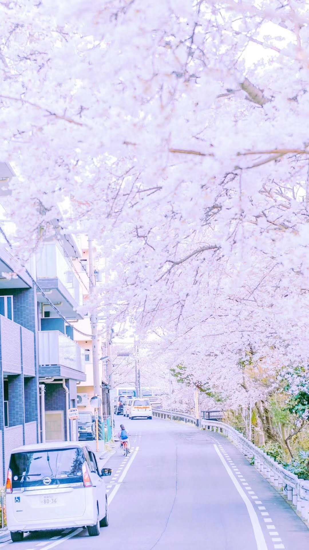 【视觉分享】0331樱花雨少女心壁纸
