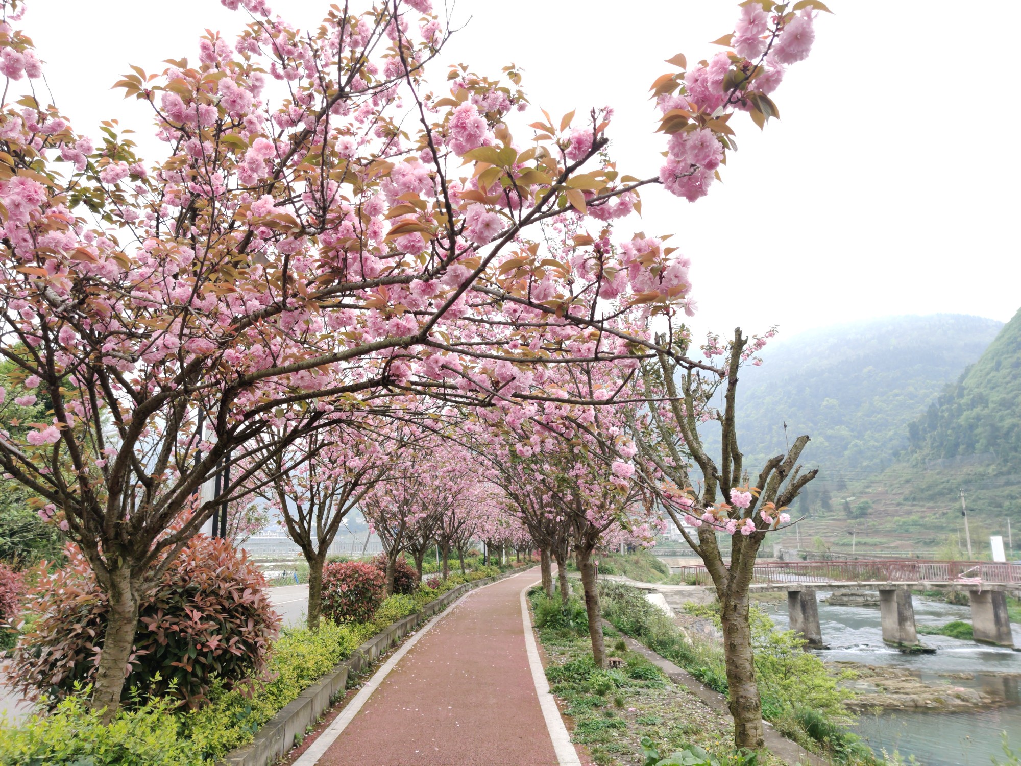 磐安樱花十里长廊图片