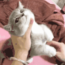 猫猫动态表情包