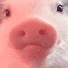 猪猪盯着看可爱动态小表情