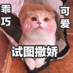 乖巧可爱,试图撒娇(猫咪)