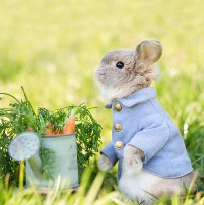 puipui the bunny