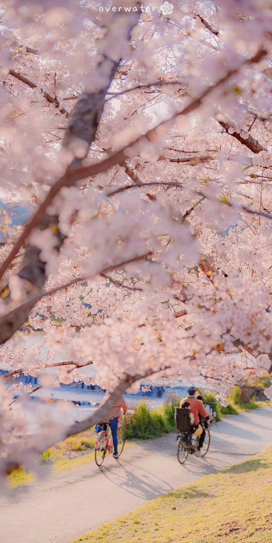 唯美樱花背景图.
