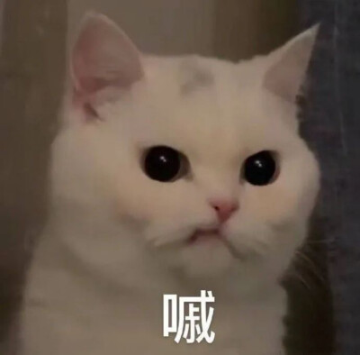 猫沙雕表情包傻吊图片