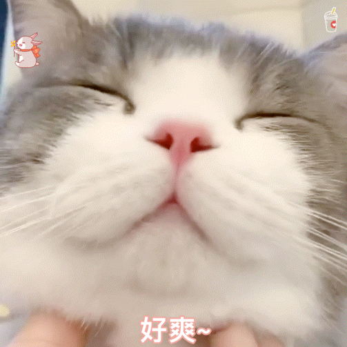 开心表情包猫猫图片