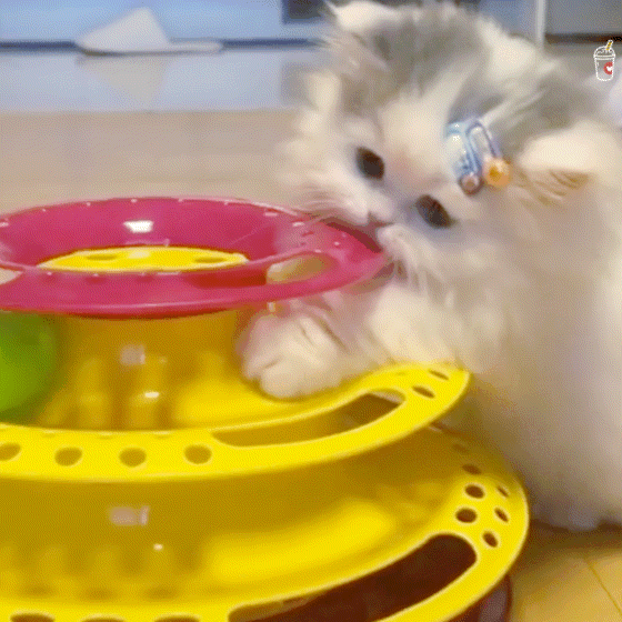 猫咪 猫猫 表情包