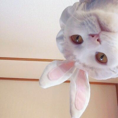 猫拿枪头像