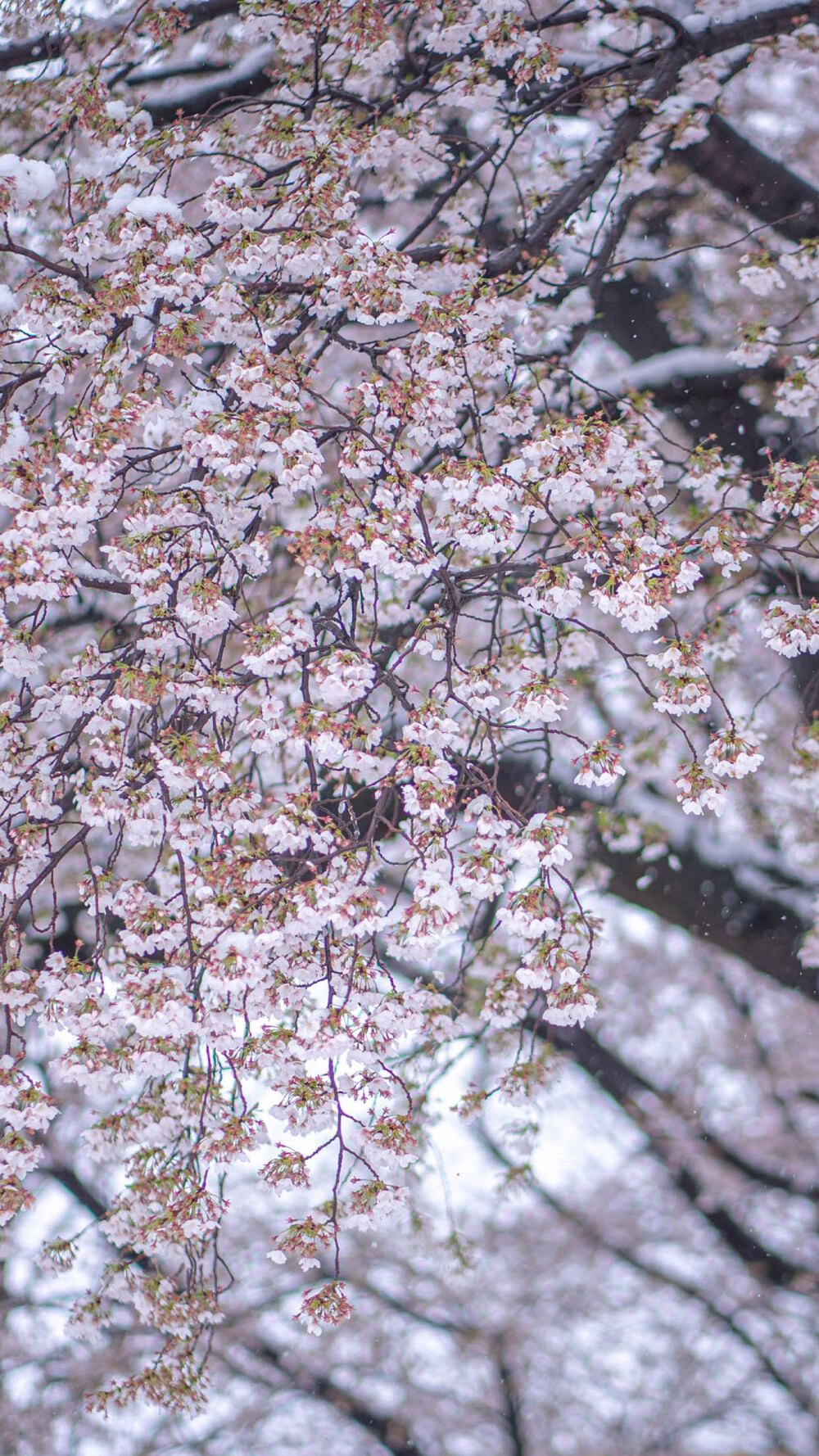樱吹雪