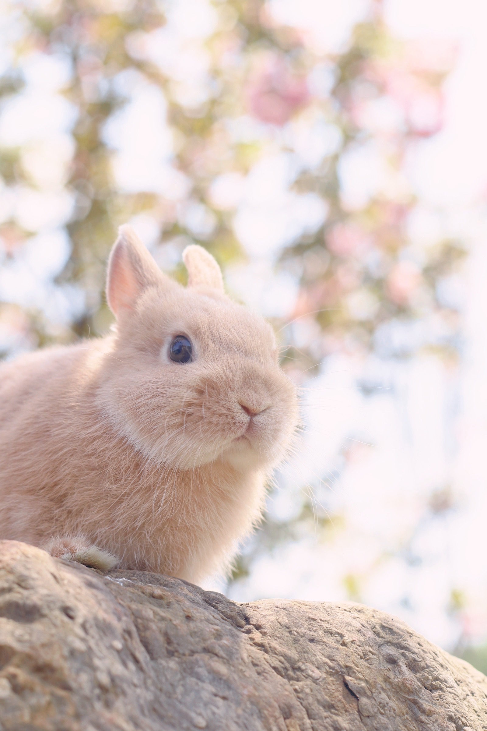 4月2日 12:19   关注  兔子 宠物兔 侏儒兔 评论 收藏