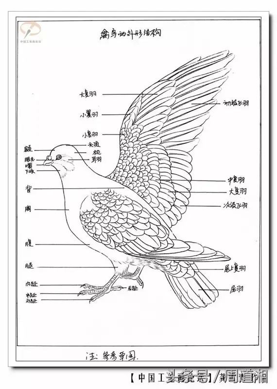 鸟简笔画 顺序 步骤图片