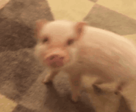 猪转圈的表情包gif图片