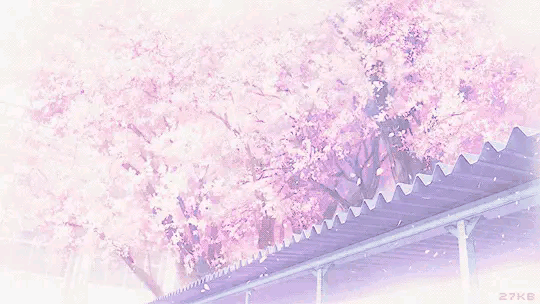 樱花雨图片动态图片