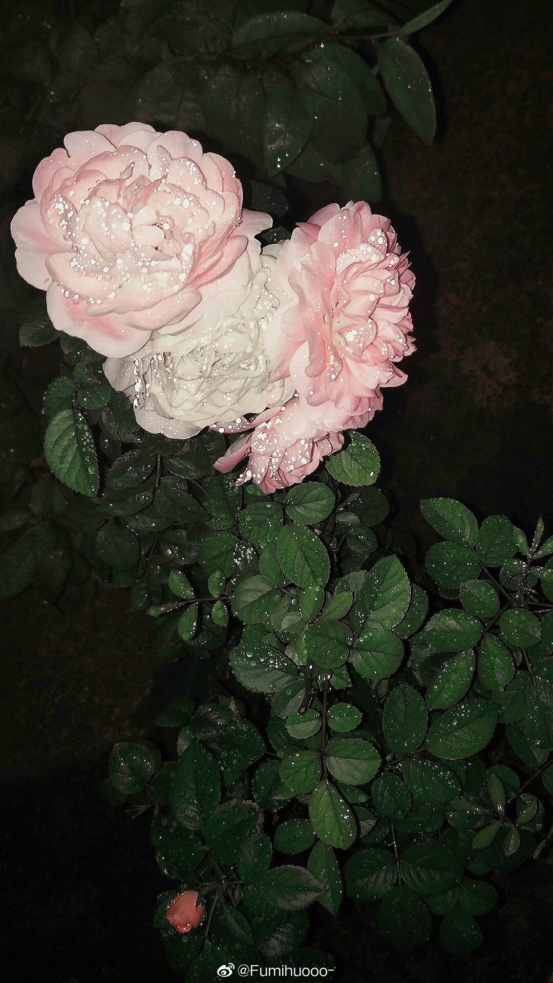 花卉背景,粉色蔷薇 