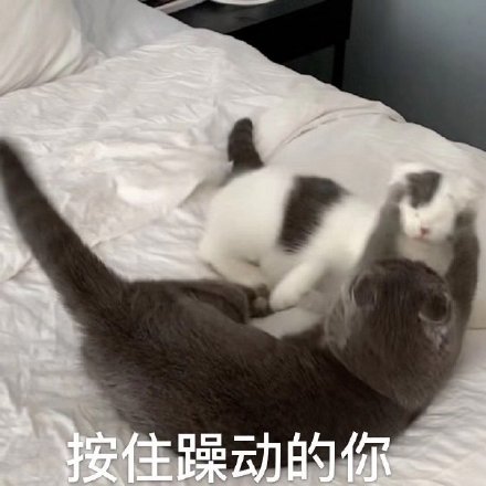 按住躁动的你喵星人表情包