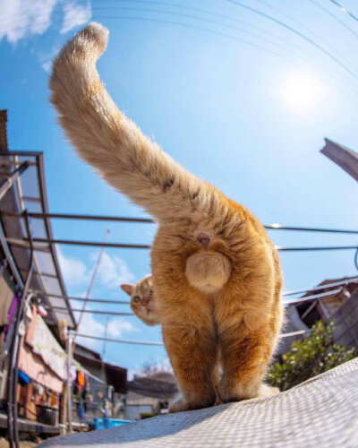 视角独特的喵星人摄影师作品,满屏都是ωωωωωω