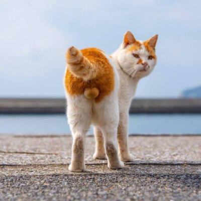 视角独特的喵星人摄影师作品,满屏都是ωωωωωω