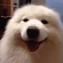 萨摩耶 可爱 狗狗 表情包 - 堆糖,美图壁纸兴趣社区