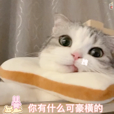 猫猫怕怕表情包