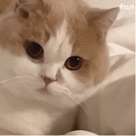 猫表情包沙雕猫