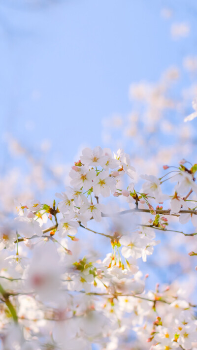 看花的人身上沾满了花香(壁纸 背景图 高清 无印 锁屏 清洗 简约 樱花
