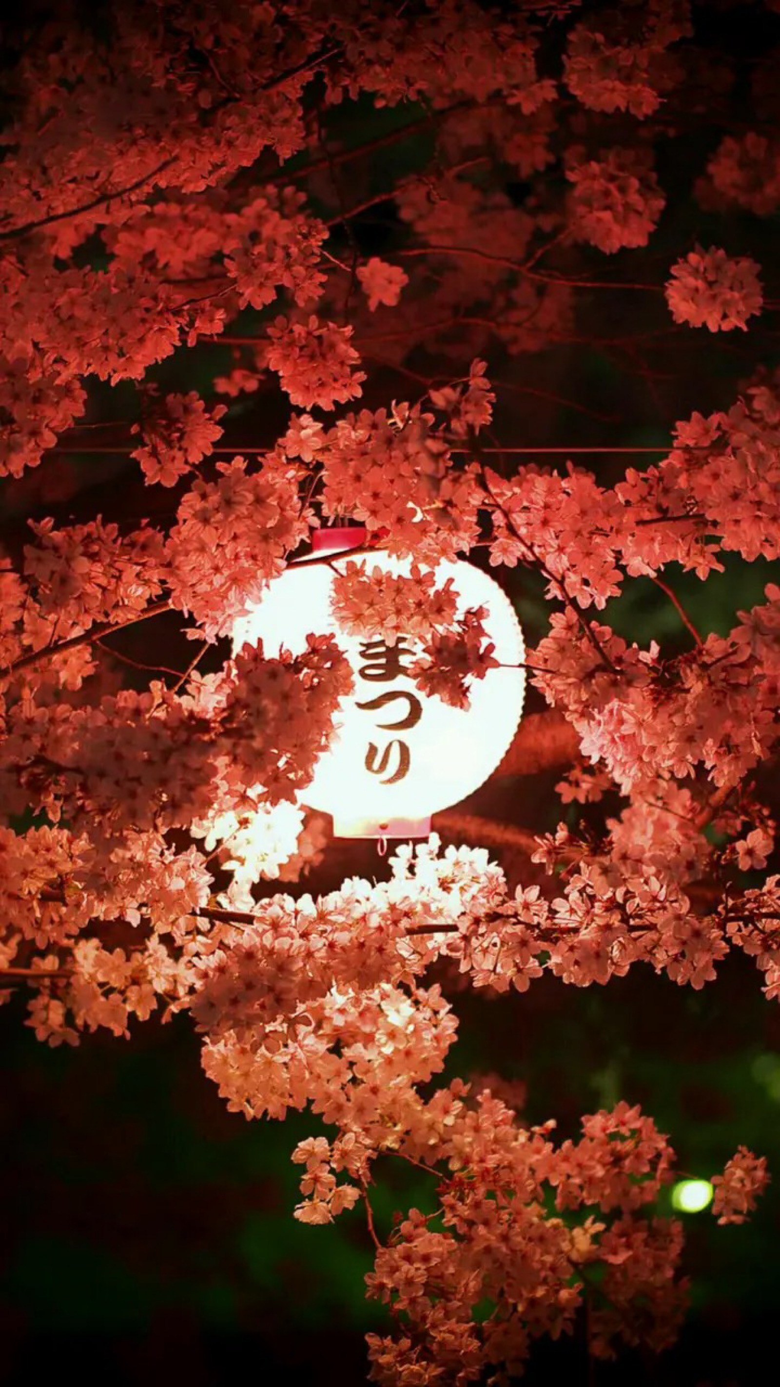 日本樱花背景美图图片
