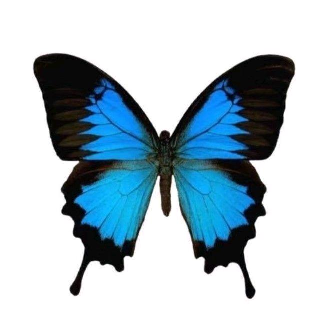 蝴蝶最漂亮微信头像图片