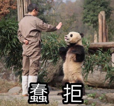 (熊猫)
