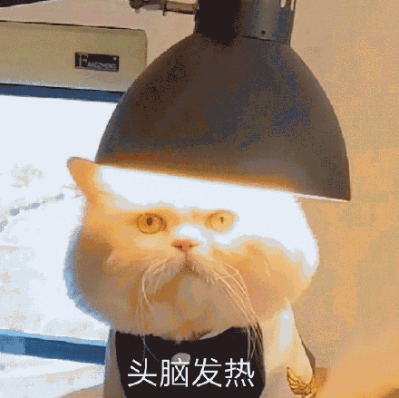 头脑发热猫咪表情包