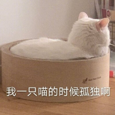 我一只喵的时候孤独啊(猫咪表情包)